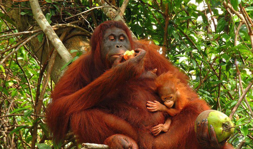 Orangutan breast-feeding sheds light on human evolution