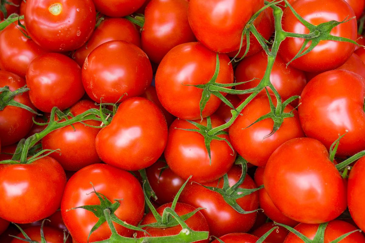 Genetic research aims to improve tomatoes and expand production