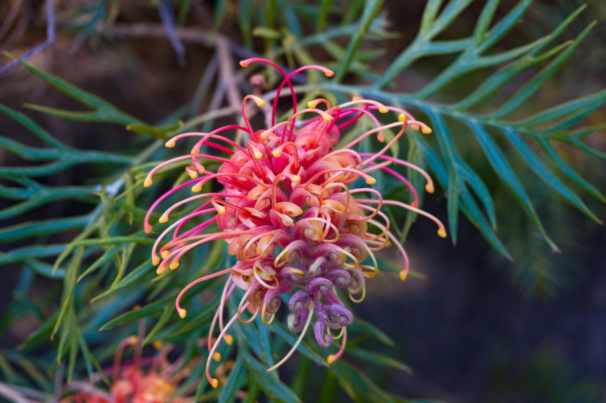 Report: Over 1,700 new plant species discovered in 2016