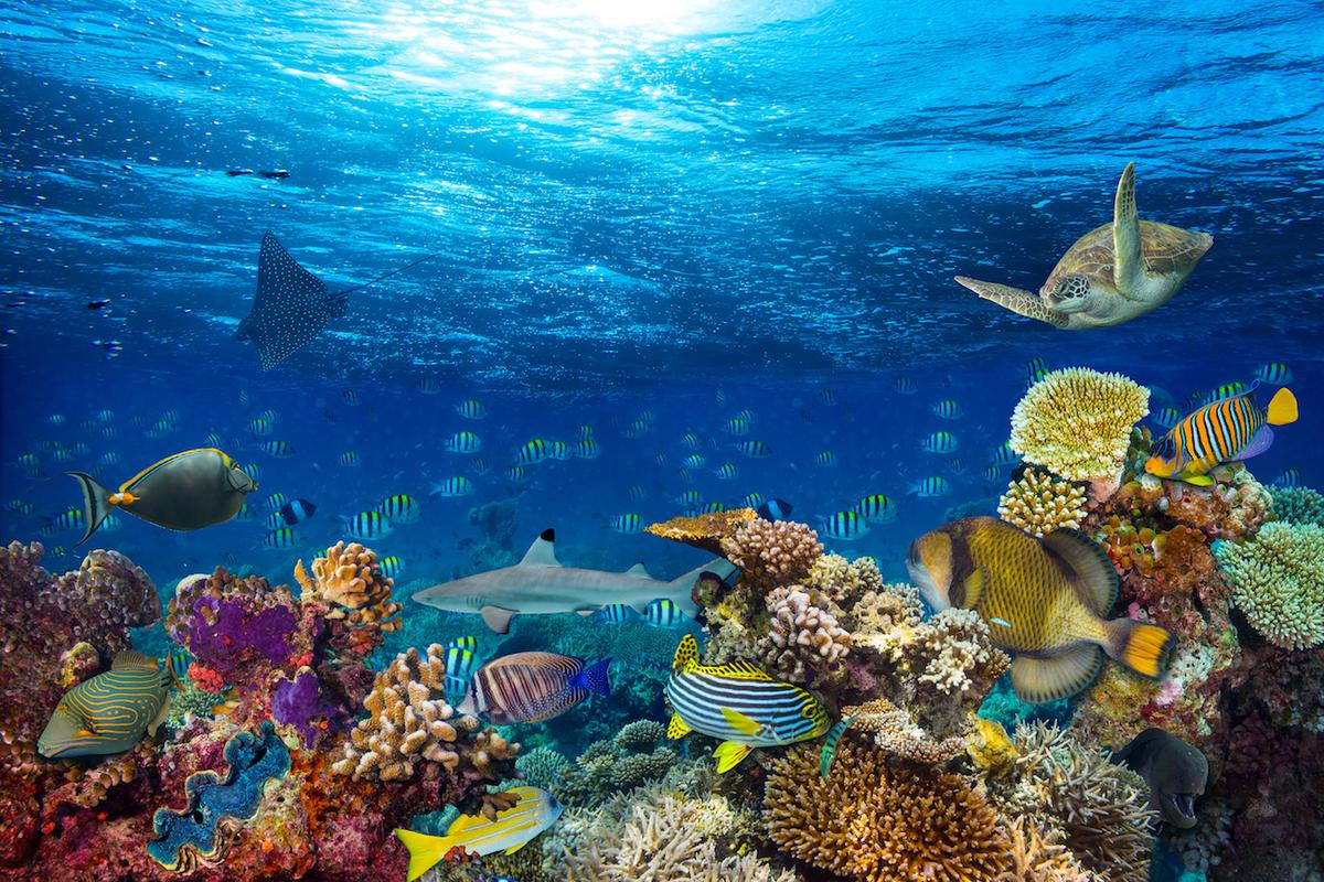Study: “Reefs of hope’ adapt to climate change