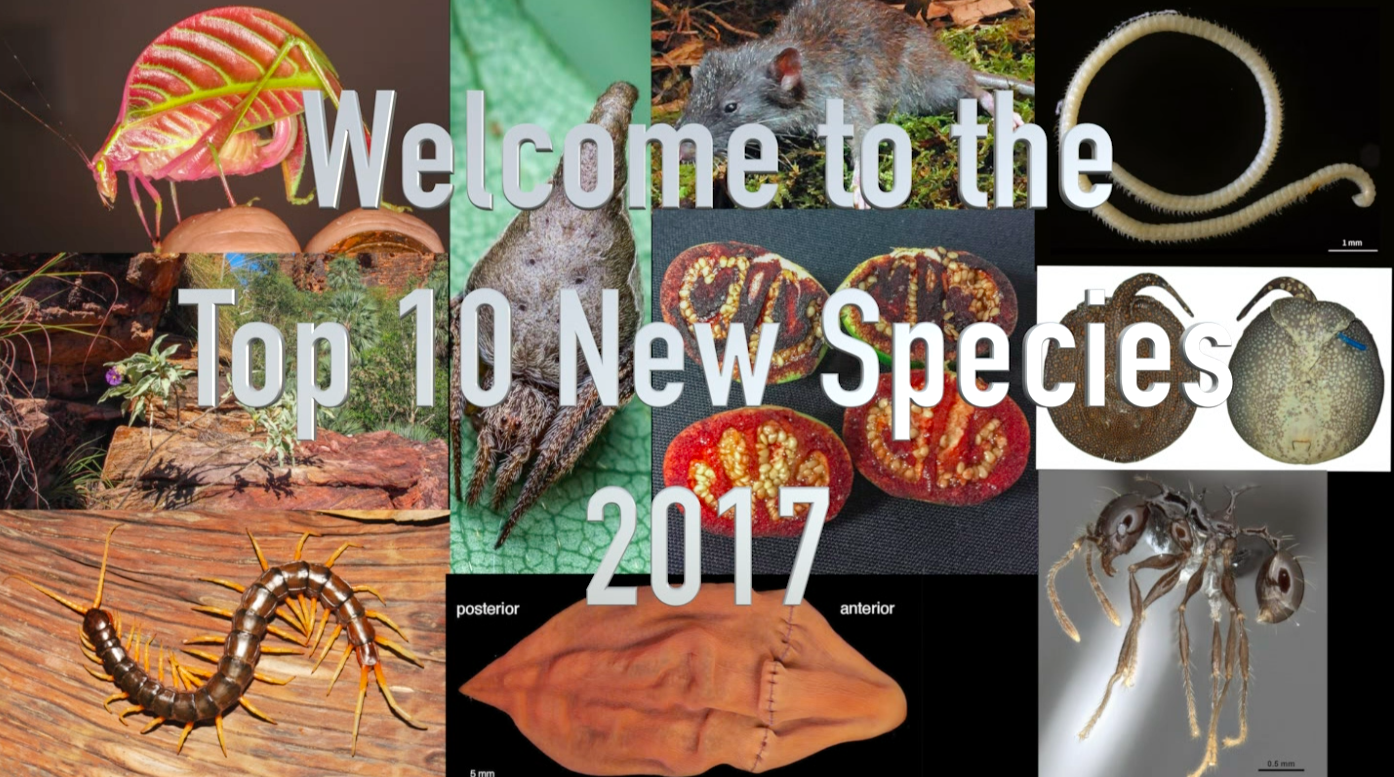 ESF presents the Top 10 new species for 2017