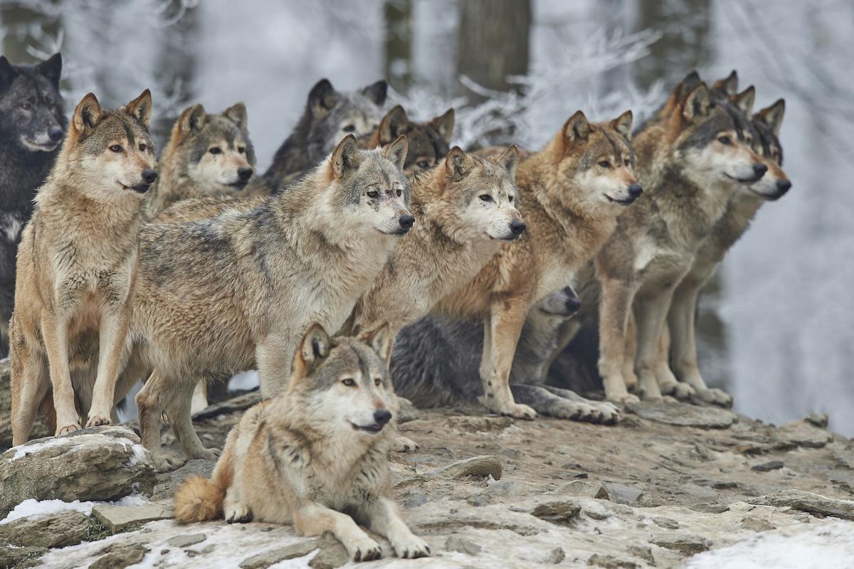 Habitat fragmentation disrupting the dominance of top predators