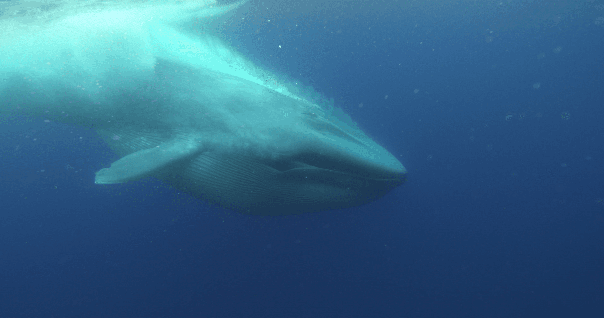 Whales only recently became so large in size