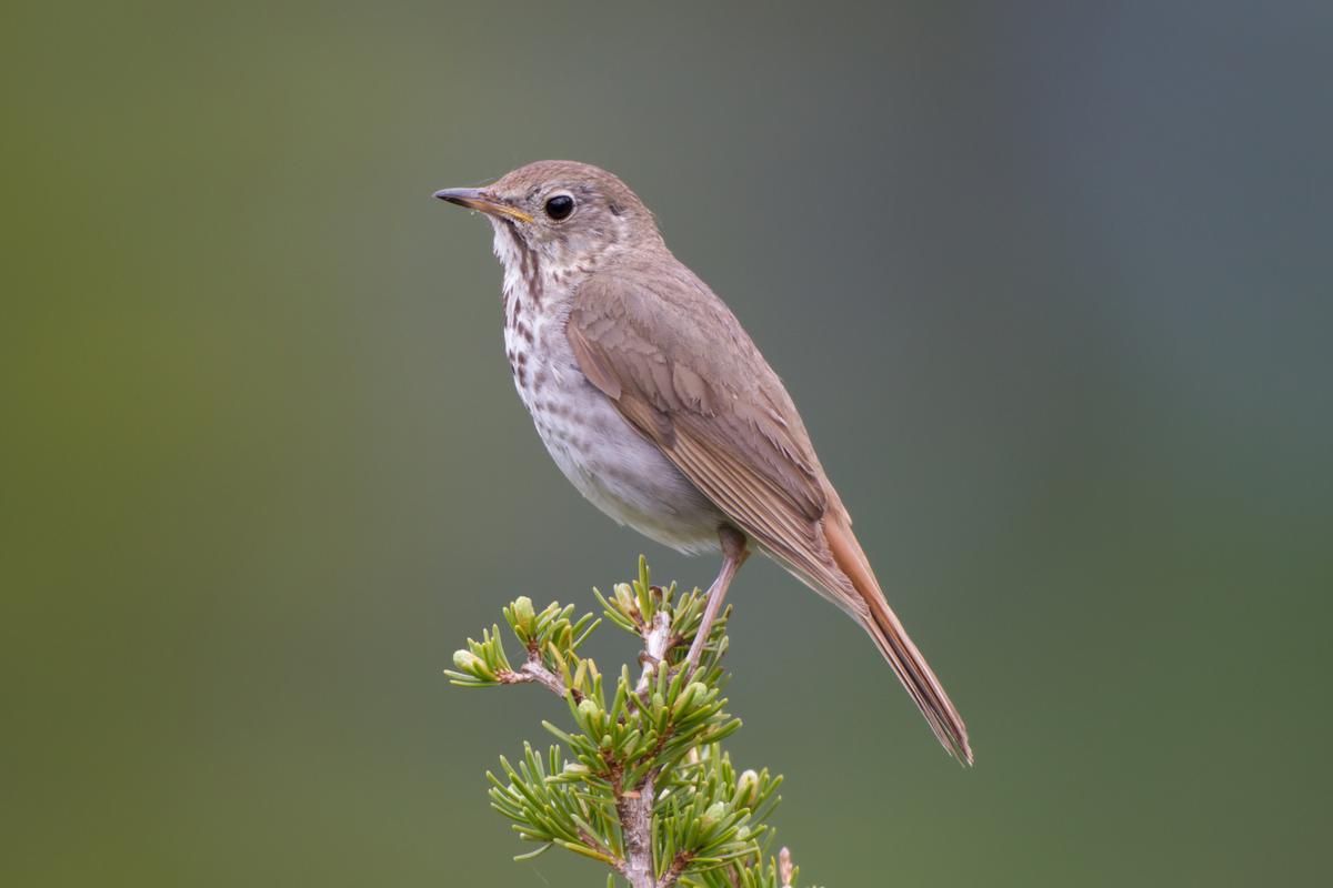 The Hermit Thrush songbird’s tune varies with geography