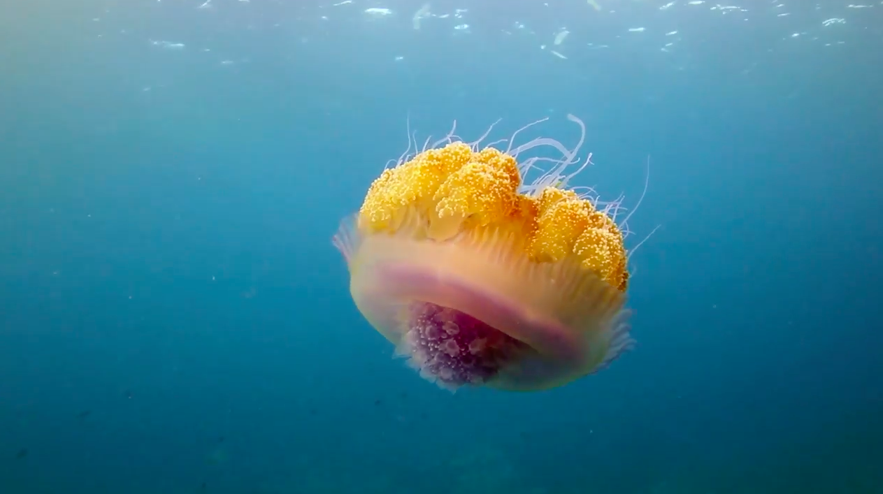 Should you really pee on a jellyfish sting?