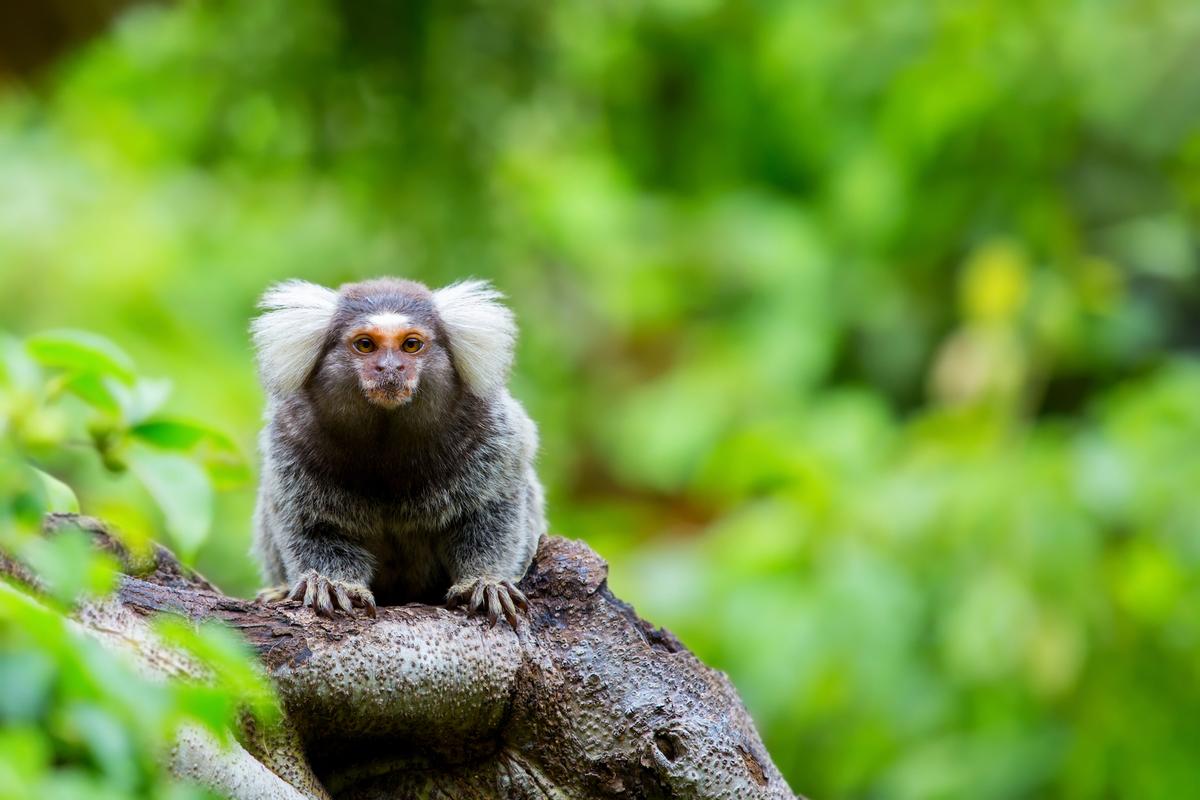 Human babies and monkey babies learn how to vocalize the same way