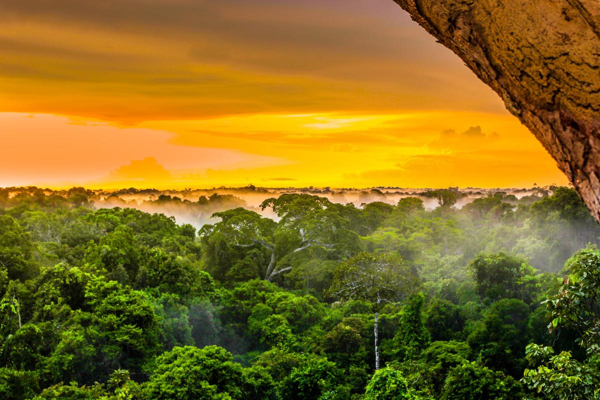 How the Amazon rainforest could bounce back from deforestation