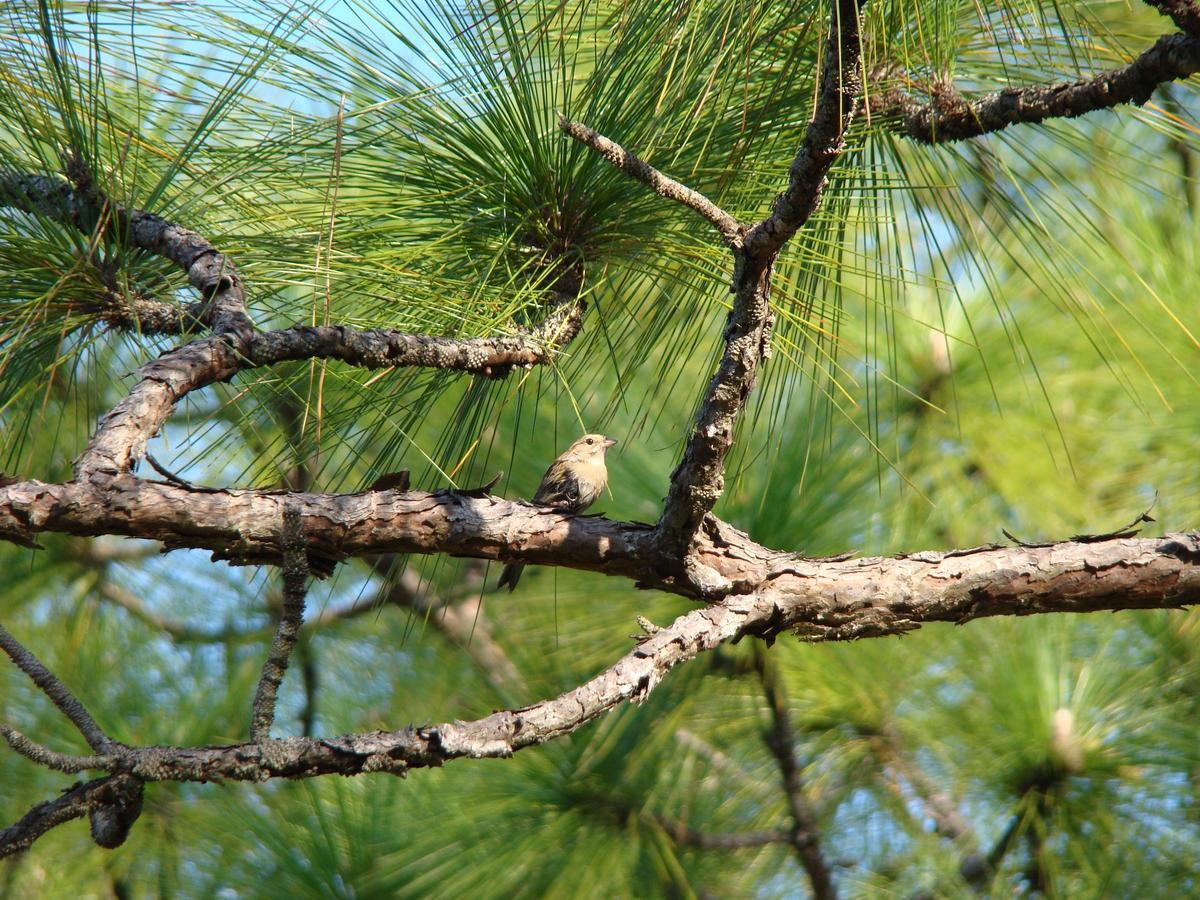 How sparrows decide where to build their nests