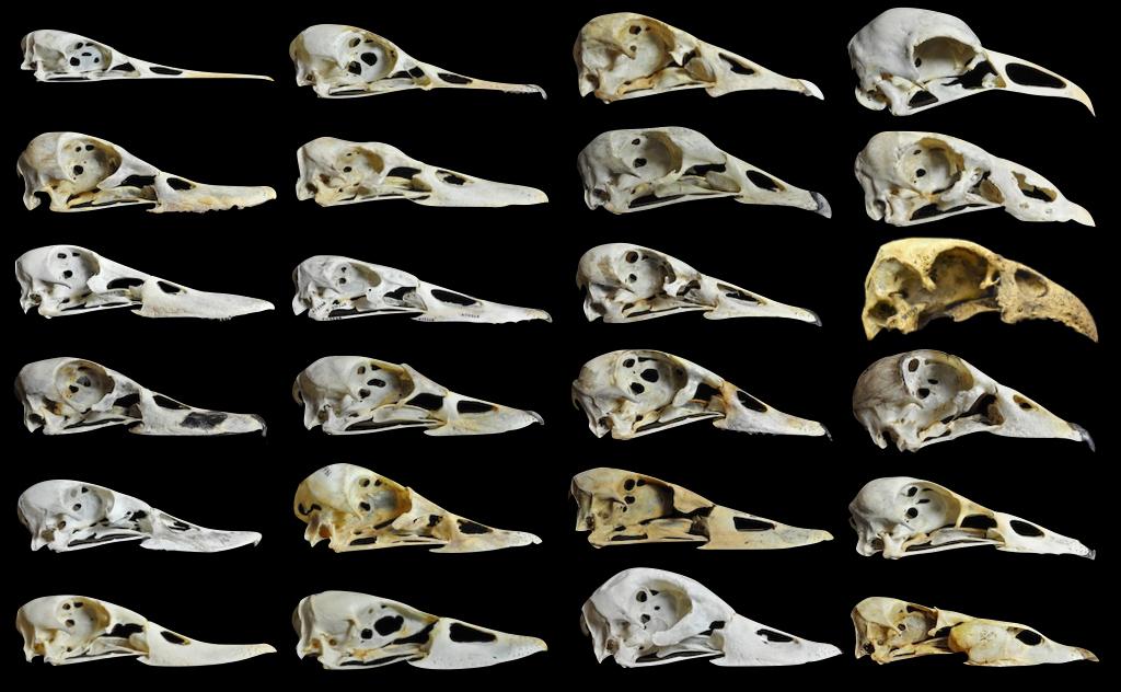Duck, duck, goose study reveals beak shape determined by diet