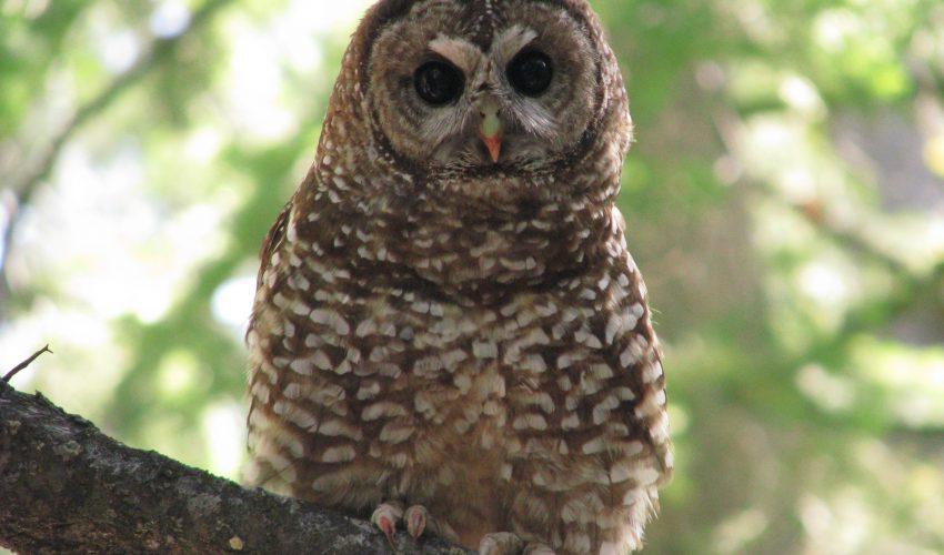 How forest fires create beneficial habitats for spotted owls