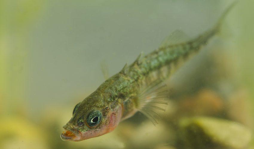 How fish prove that misfits sometimes thrive on new turf