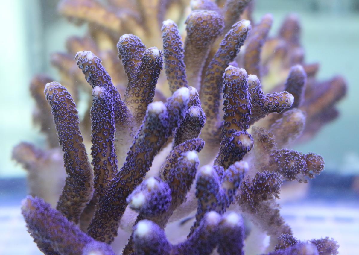 Why stony coral are more resilient to climate change