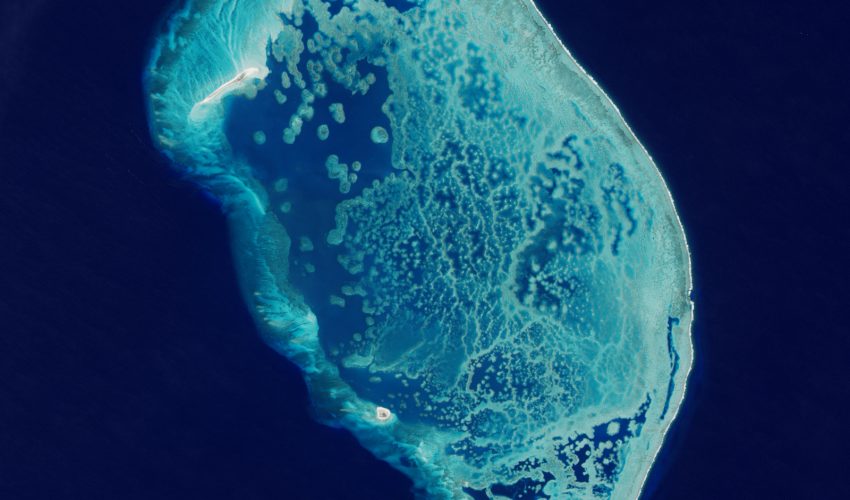Coral Reef in the Gulf of Mexico
