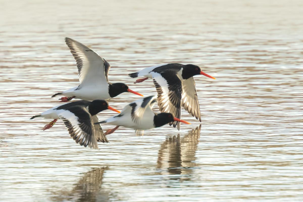 Coastal nesting birds face extinction from rising seas, flooding