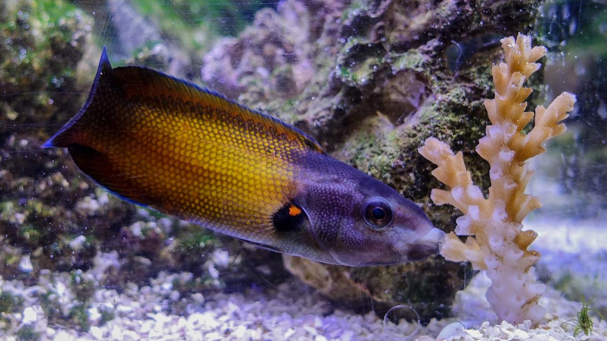 Using mucus to survive, these fish dine on stinging corals