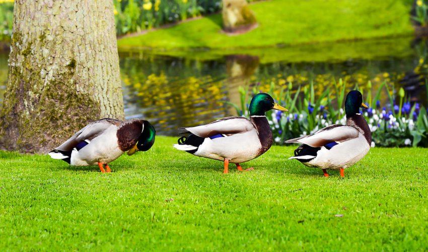 New model determines whether extinct ducks could fly