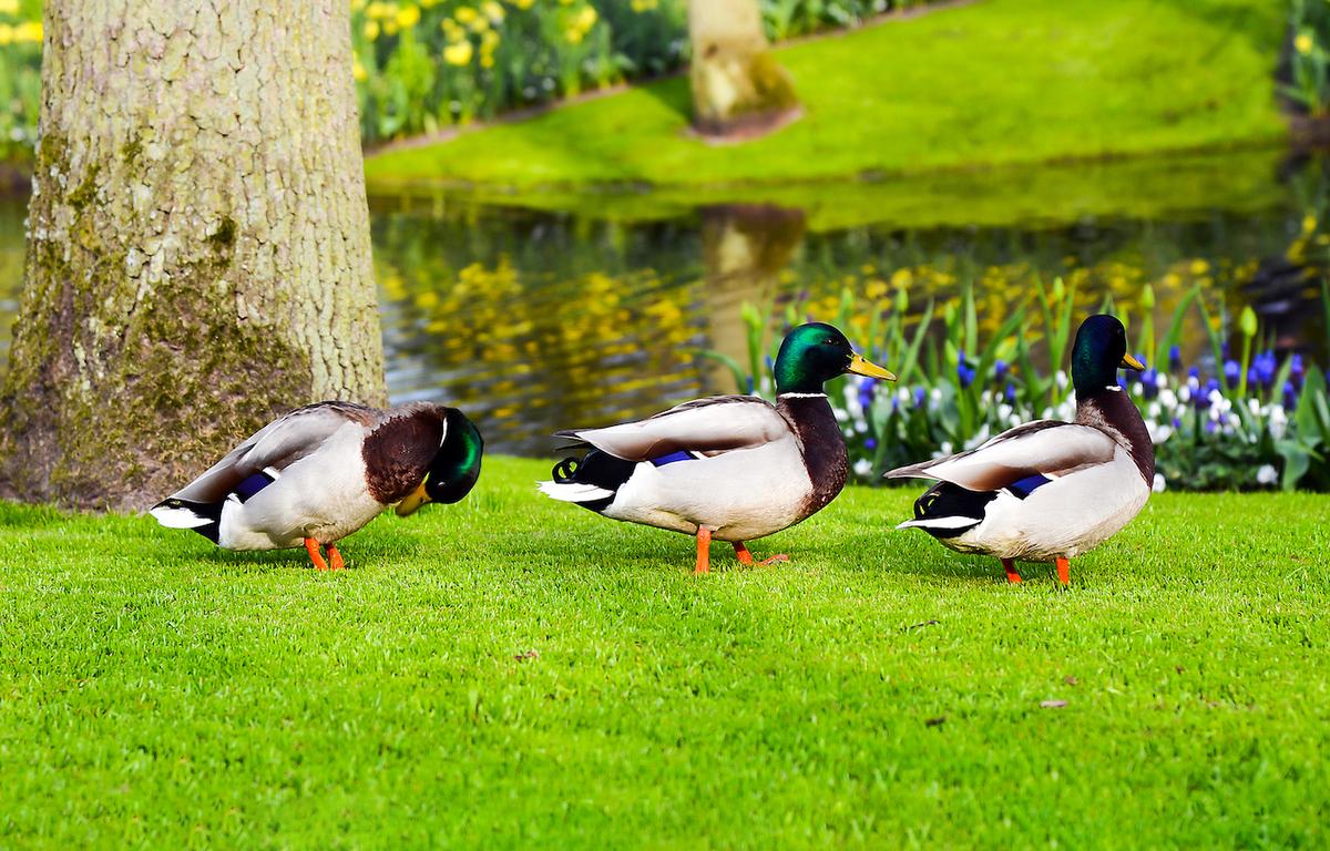 New model determines whether extinct ducks could fly