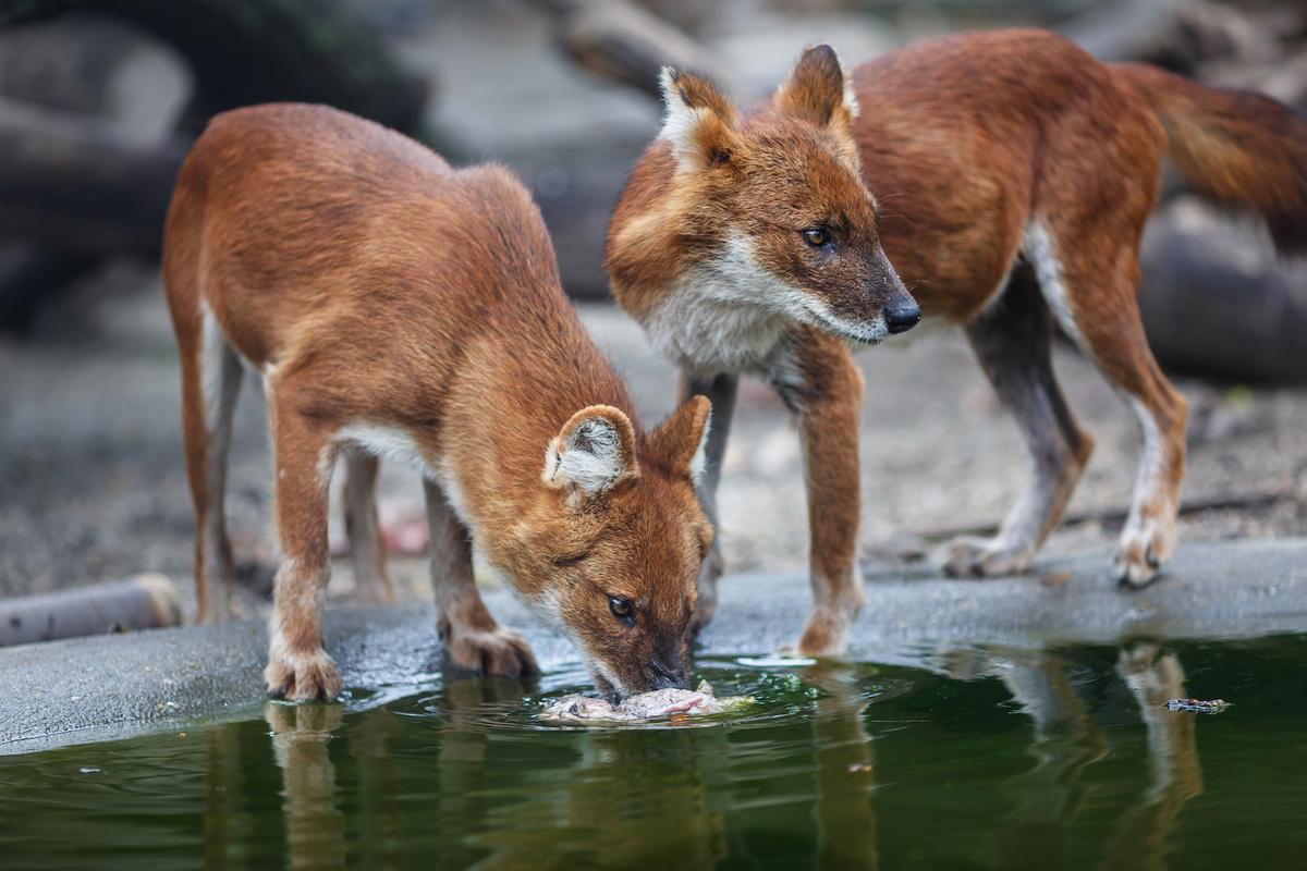 New study challenges eastern wolves hybrid theory