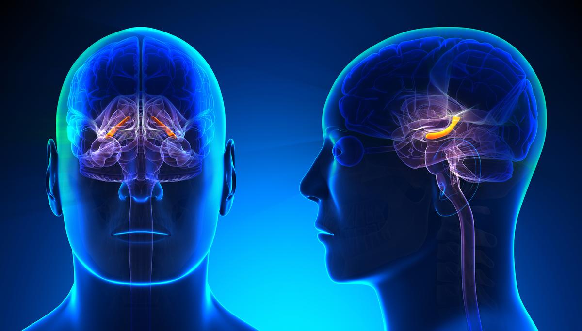 How memories and experiences are organized in the brain