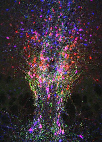 How the brain overrides the urge to sleep in order to stay awake