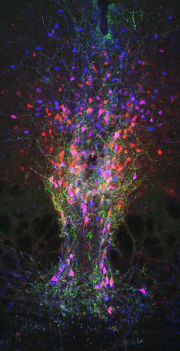 How the brain overrides the urge to sleep in order to stay awake