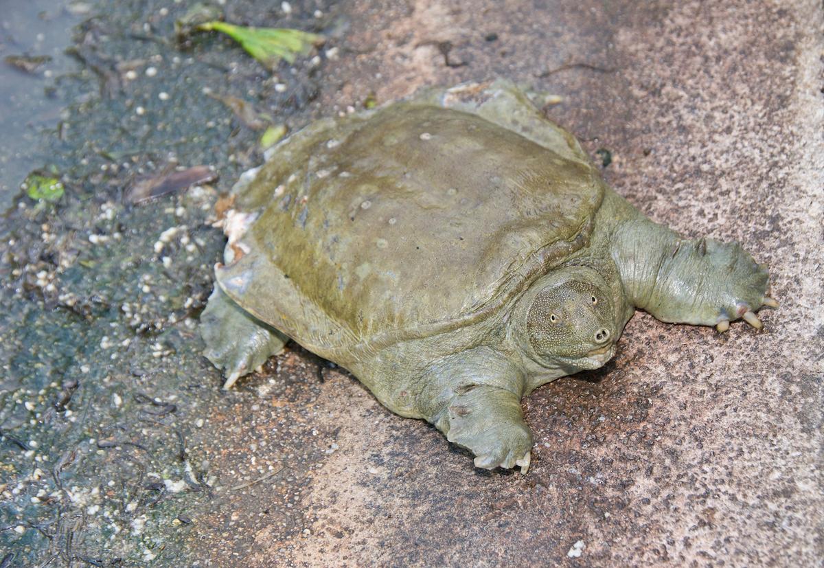 Soft shelled turtles likely spreading cholera in China