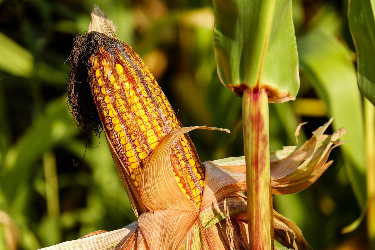 Enhanced-efficiency fertilizer lowers corn-crop emissions