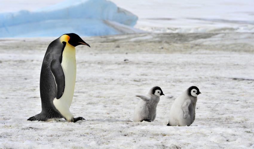 Study paints bleak future for Emperor penguins