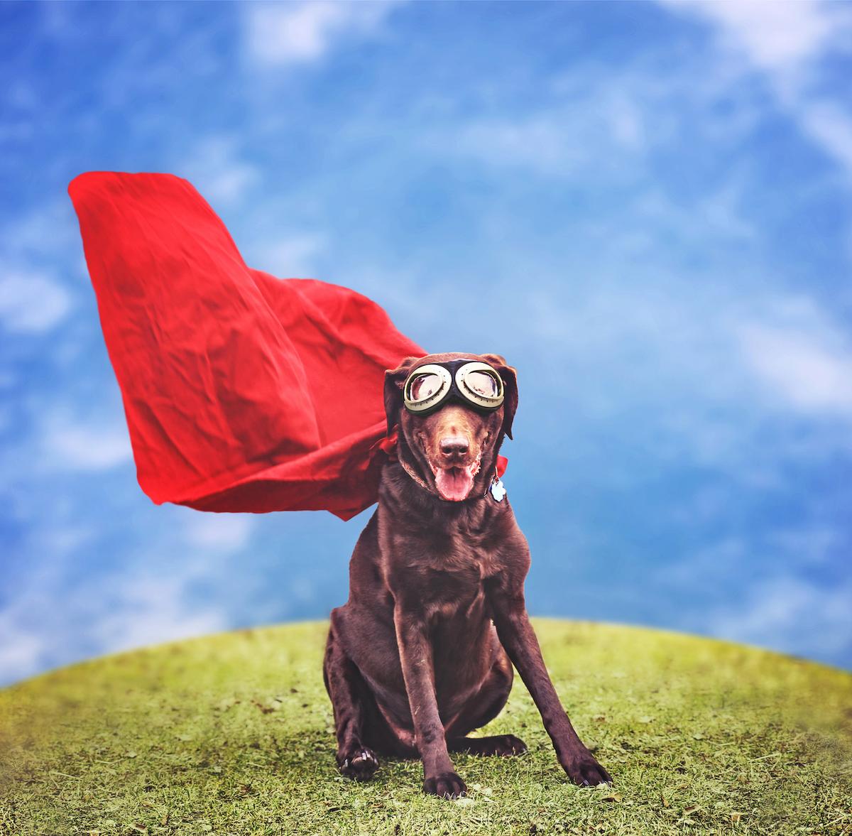 Earth.com presents: Animal heroes