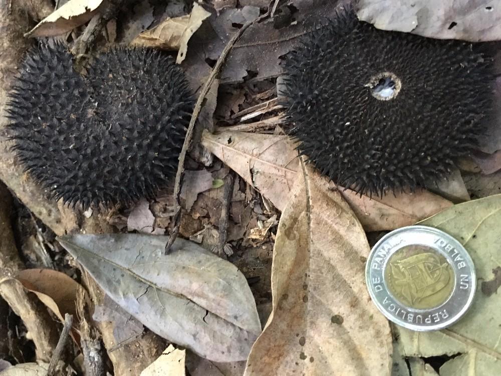Woody vines are smothering trees in tropical rainforests