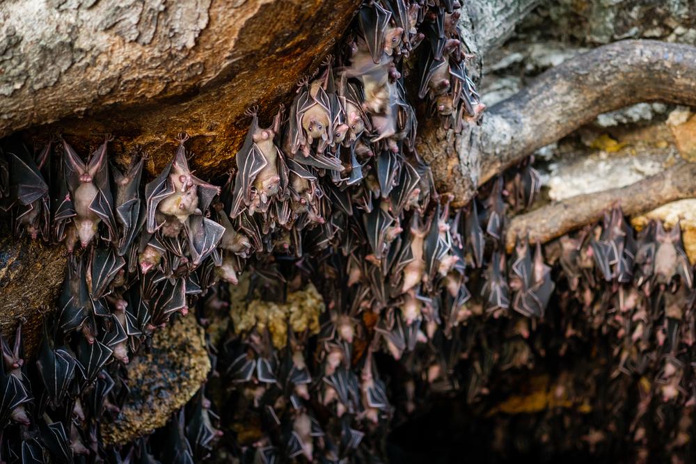 Bat colonies harbor coronavirus, study finds