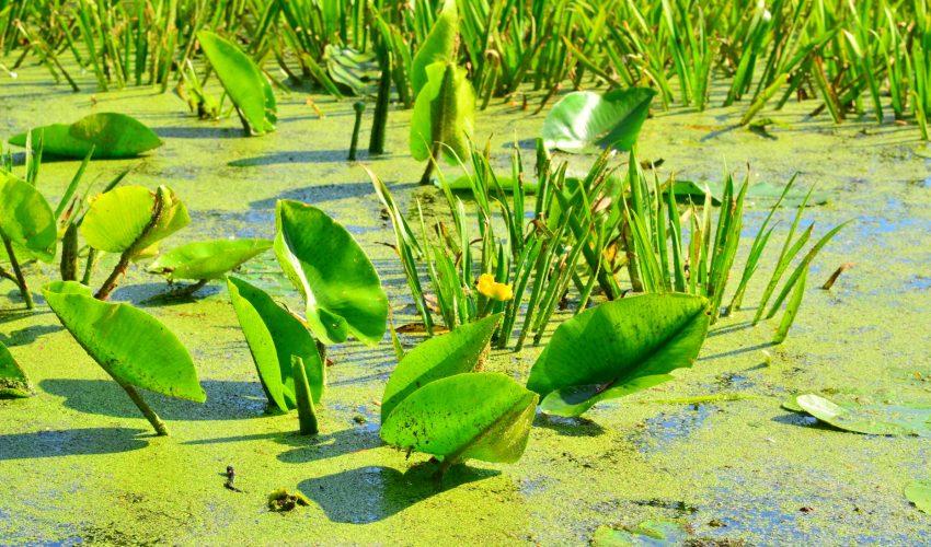 Dwindling peatlands face further threat from climate change