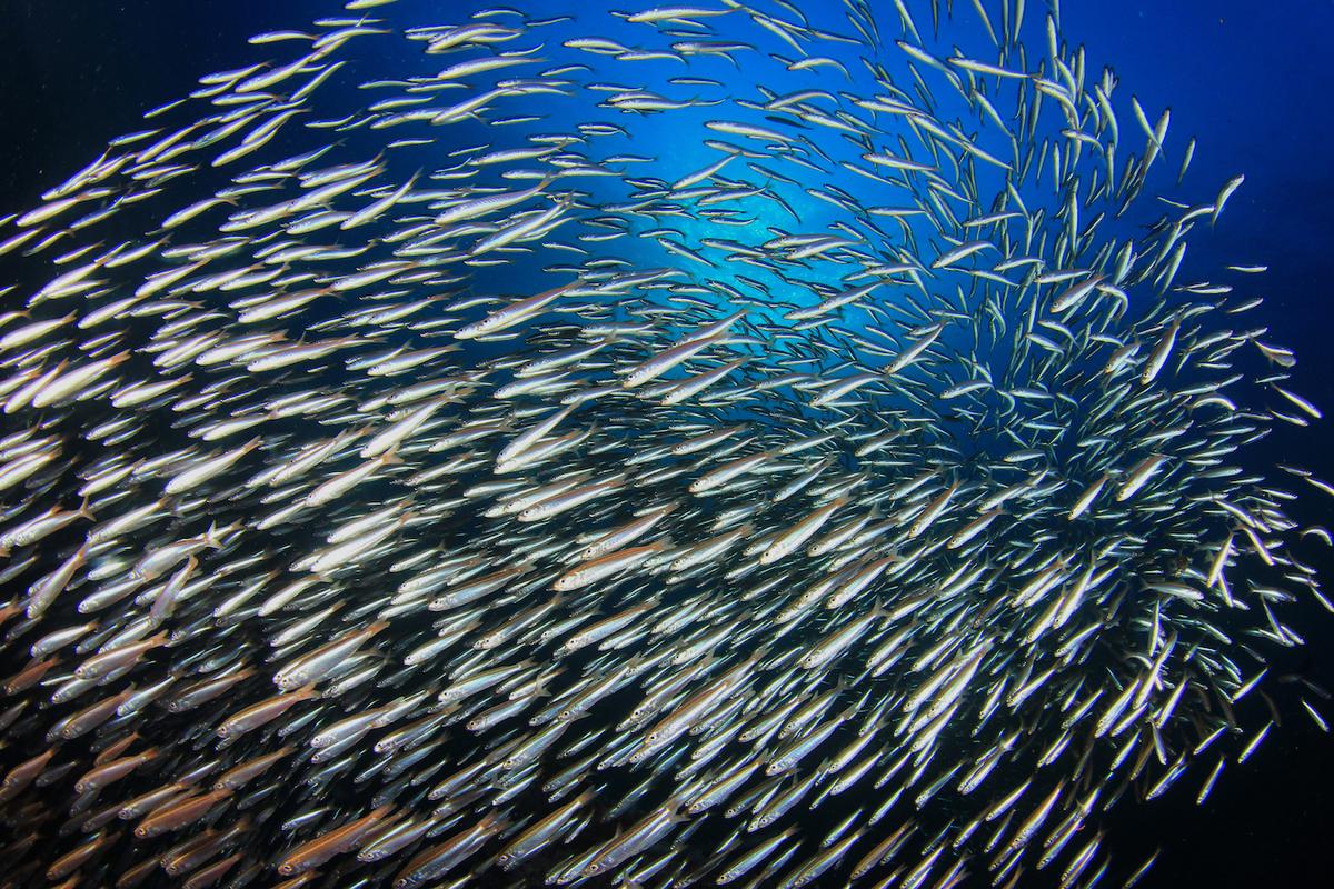 How listening to fish mating calls could help protect them