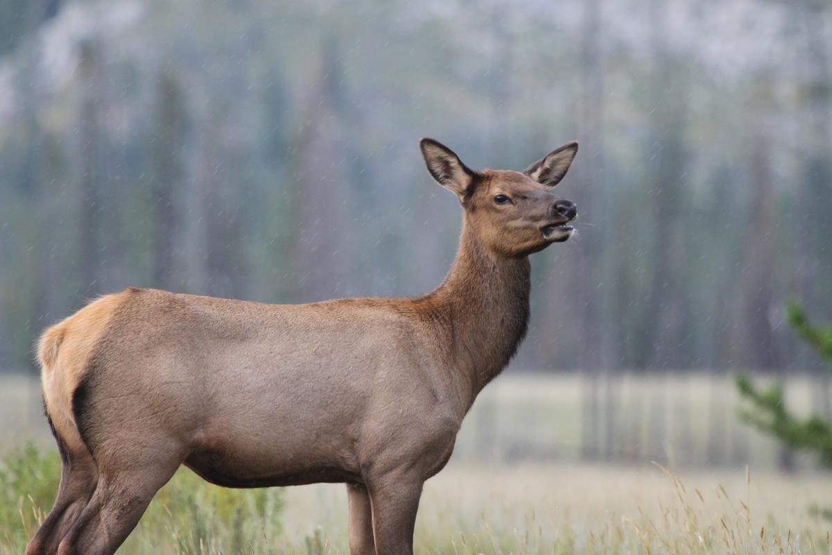Female elk learn to avoid hunters over time