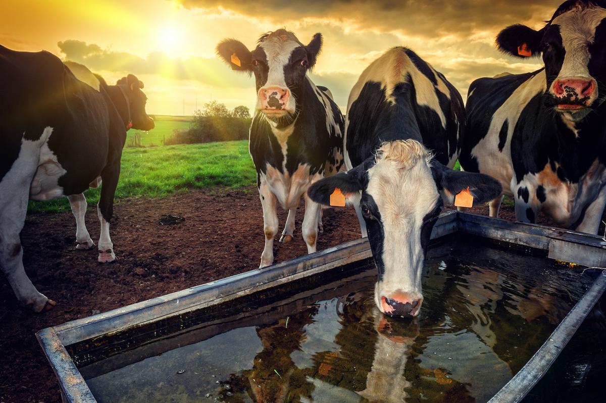 Diet and farming changes that the environment needs us to make