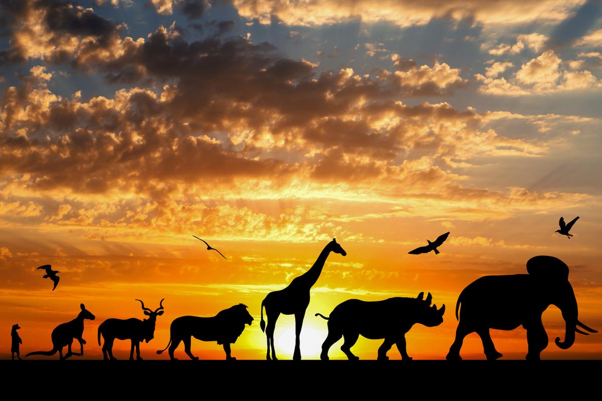 Study: Animals evolved earlier than previously believed