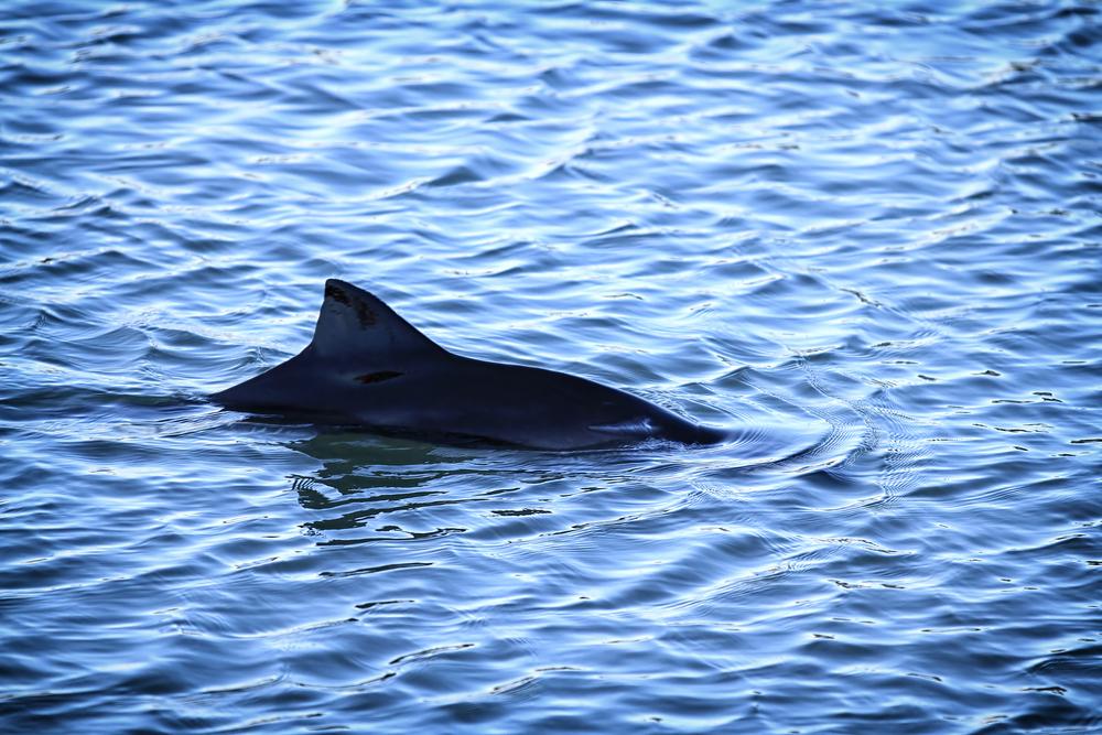 Fishermen find remains of two-headed baby porpoise in net