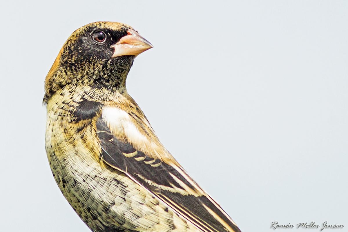Reasons behind bird population decline revealed in their feathers