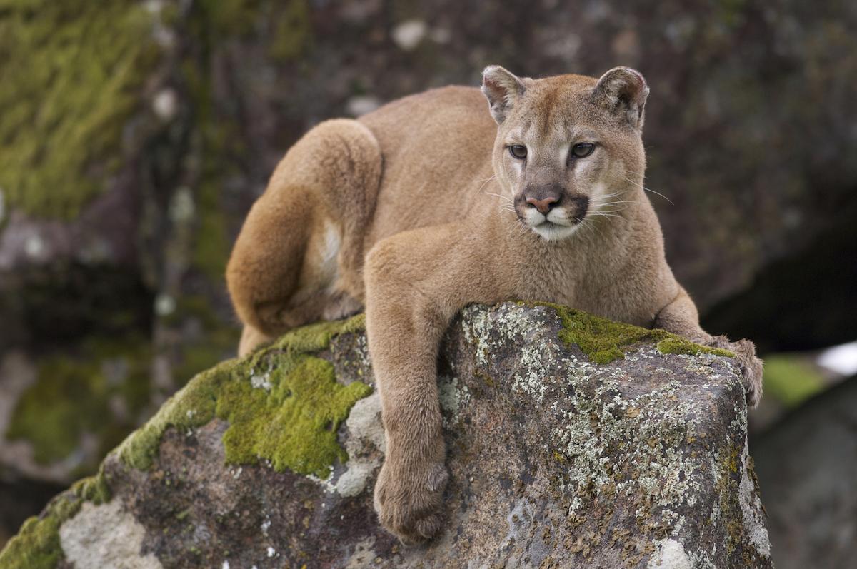 Mountain lions are afraid of humans, flee when they hear voices