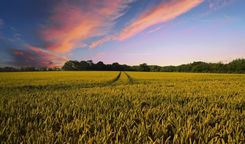 Researchers use mathematical modeling to fight plant diseases