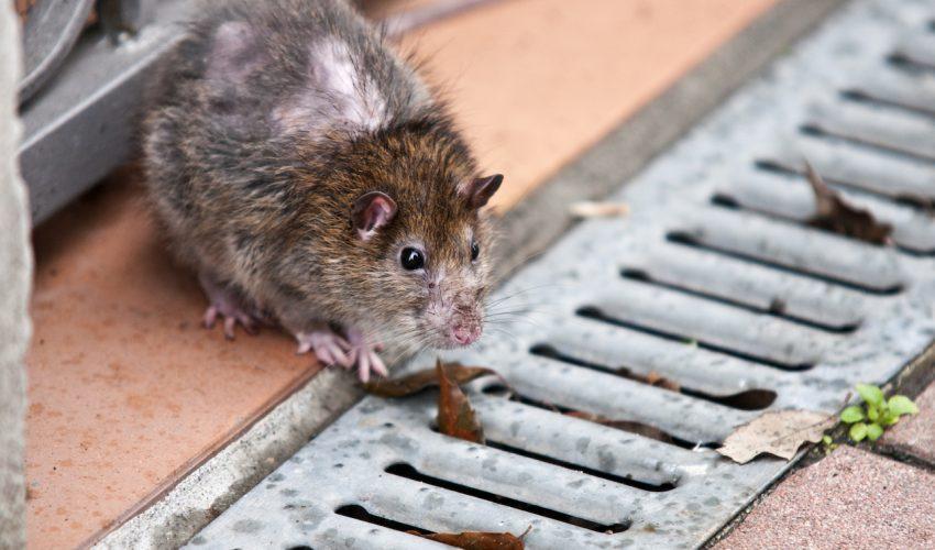 Why rats in major cities aren’t even being monitored