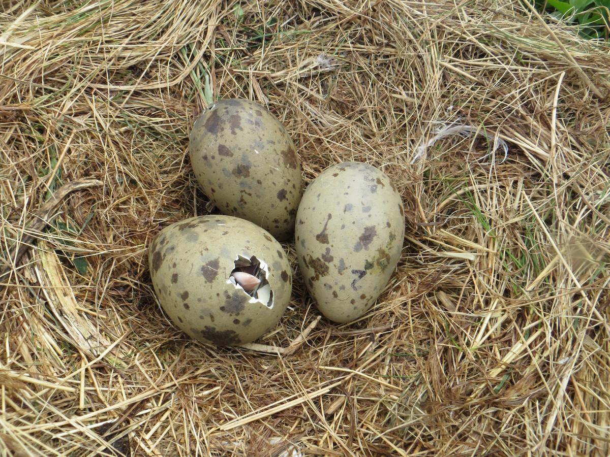 Bird egg shape related to flight efficiency