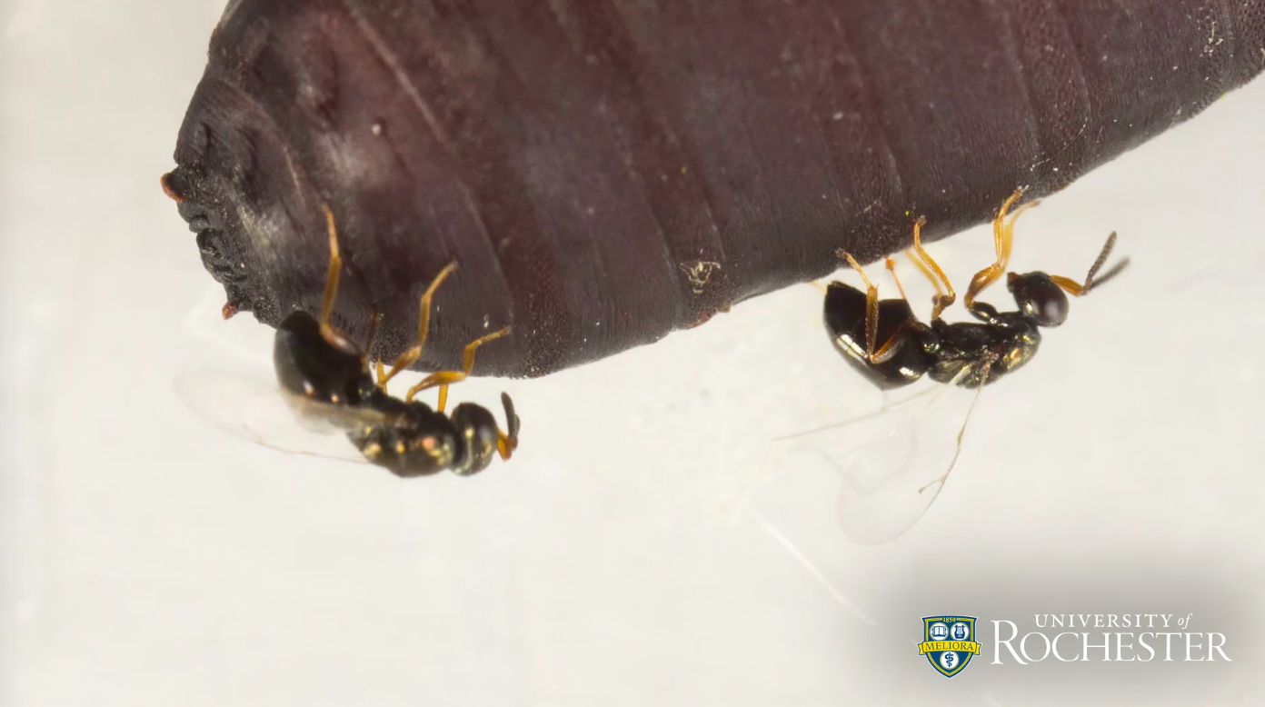 Behind the scenes of how wasps make their homes