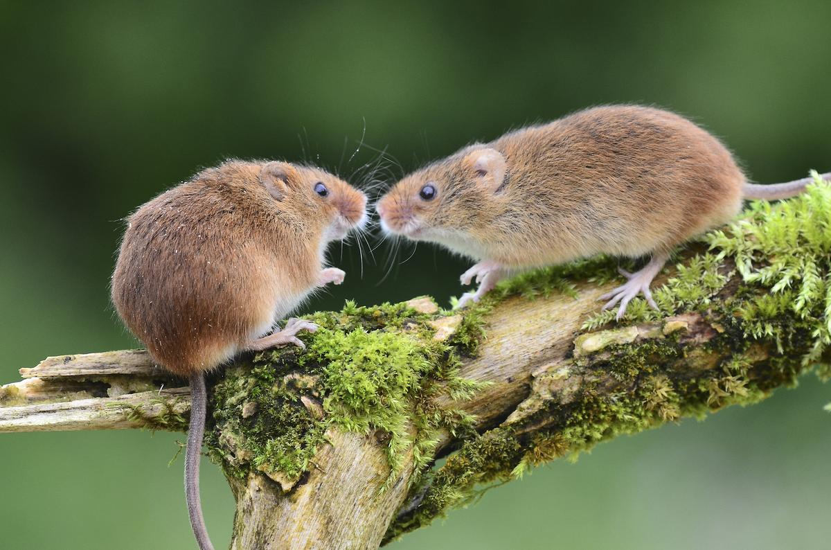 Male pheromone in mice enhances female sexual behavior
