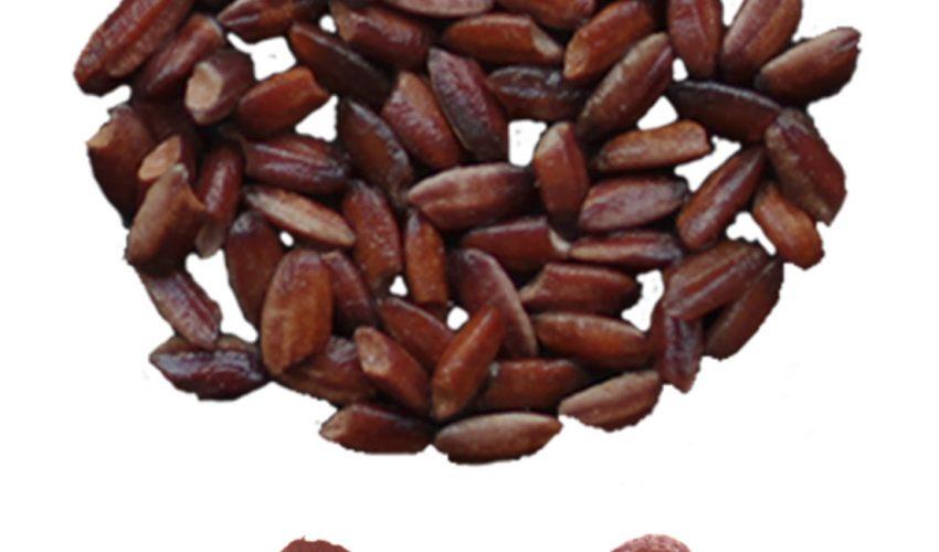 New tool transforms rice into superfood full of antioxidants