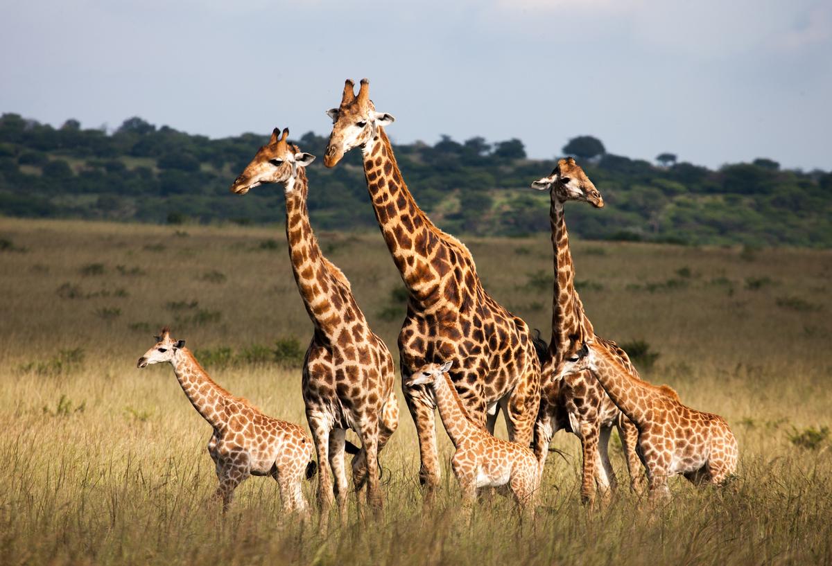 San Diego Zoo crowdsources for giraffe conservation