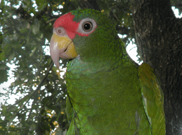 New Yucatan parrot species named the Blue-winged Amazon