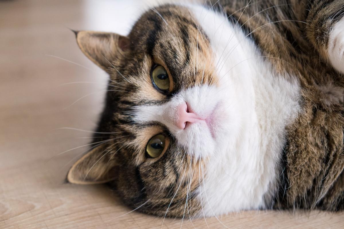 One-third of American pets are overweight, with numbers climbing