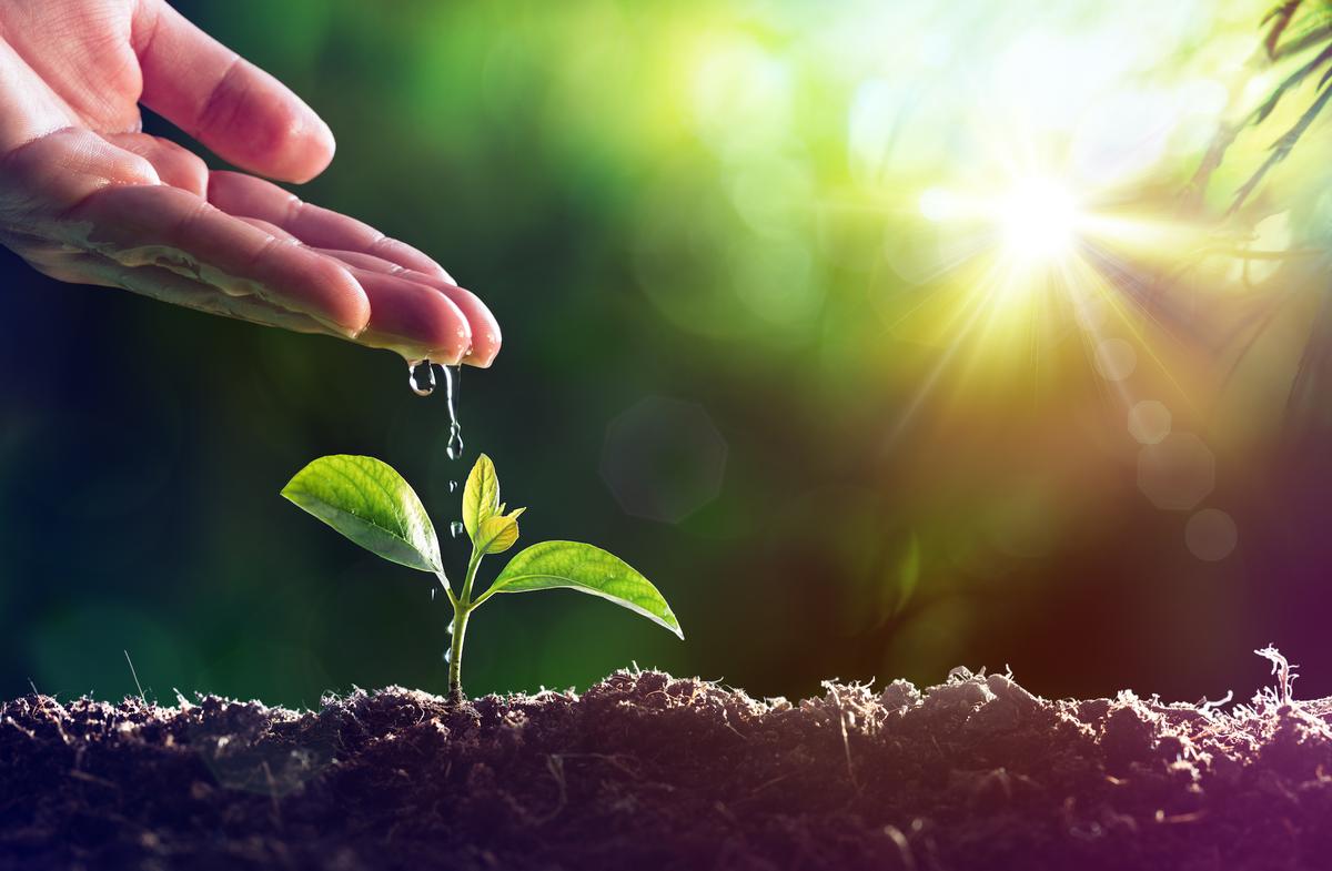 How hydrogen peroxide protects plants against sun damage