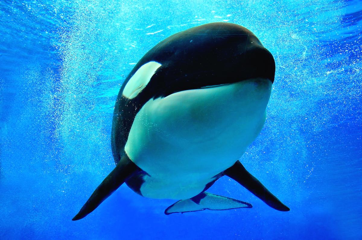 Orca whale reproduction harmed by food shortfall